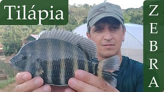 Tilápia Zebra Buttikoferi Que peixe Lindo [upl. by Norrab]