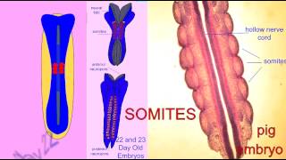 EMBRYONIC DEVELOPMENT SOMITES [upl. by Yrrej]