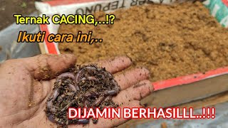 Budidaya Cacing Worms Cultivation Part  1 [upl. by Lenehc]