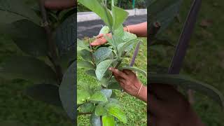 വീട്ടുമുറ്റത്തെ പേര farming [upl. by Iveson]