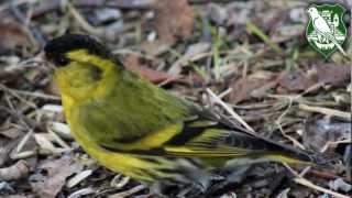 Cajzla Carduelis spinus [upl. by Aehtla]