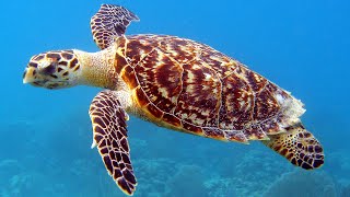 Facts The Hawksbill Sea Turtle [upl. by Idola]