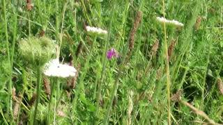 SixSpot Burnet moth Zygaena filipendulae [upl. by Veator]