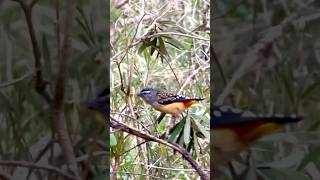 Spotted Pardalote australia birds rare naturevideography fypシ゚ cute wildlifelatrobe nangak [upl. by Mcspadden]