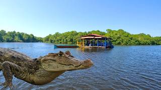 Tolu y Coveñas es más que playa Visitamos la Ciénaga de la caimanera [upl. by Patt]