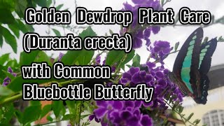 Golden Dewdrop Plant Care  Duranta erecta with Common Bluebottle Butterfly [upl. by Nit]