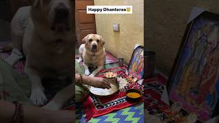 Dhanteras special 😇  labra rubi  youtubeshorts shorts labrador dog cute funny viralsongs [upl. by Ahsiam]