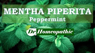 MENTHA PIPERITA [upl. by Dimitris514]