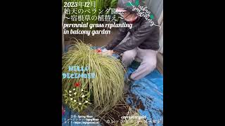 【2023年12月 始天のベランダガーデニング 〜カレックス・エバーゴールドの植替え〜】perennial grass replanting in balcony garden [upl. by Nnylyaj]