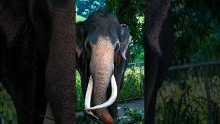 Nadungamuwa Raja  largest tusker in Asia [upl. by Lehcnom679]