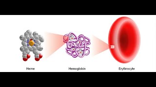 Biochemistry  HEME and PORPHYRIN synthesis [upl. by Ariom]