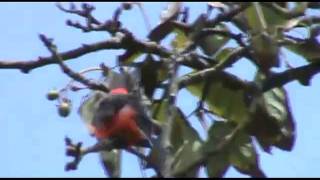 Pájaro rojo  Mosquero Bermellón Pyrocephalus rubinus NATURAL TRAVELmp4 [upl. by Massingill]