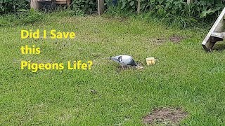 Alans Allotment Ep76 Have i managed to save this Young Racing Pigeon [upl. by Dewhurst]