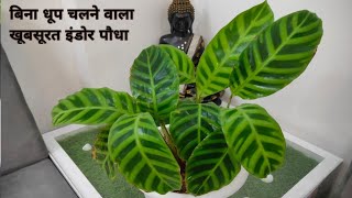 Calathea Zebrina plant care  how to grow calathea plant  calathea plants care  indoor plants [upl. by Anikahs]