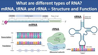 mRNA tRNA and rRNA  Structure and Function  What are different types of RNA  Biochemistry [upl. by Fadas796]