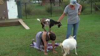 More Explores Come do yoga at Dim Jandy Ranch with goats [upl. by Alper160]