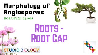 BOTANYXI05006Morphology of Angiosperms – Roots – Root cap [upl. by Llehctim]