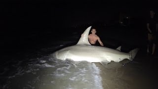 Giant 14ft Hammerhead Caught off the Beach [upl. by Tenay]