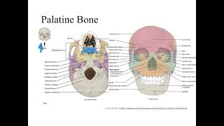 Dr Benaduce Facial bones Axial Skeleton Lecture [upl. by Viccora793]