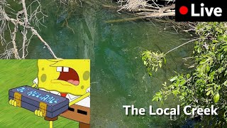 VOD MicroCinema 4K  Santa Teresa Spring and Local Creek [upl. by Alarick]