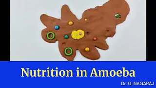 Nutrition in Amoeba [upl. by Atsyrt449]