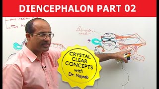 Diencephalon  Neuroanatomy  Part 22 [upl. by Esela]