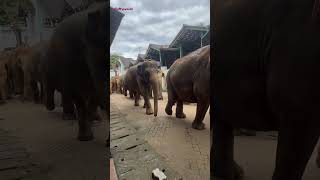 Pinnawala Elephant orphanage Sri Lanka visitsrilanka elephantorphanagesrilanka video shorts [upl. by Oirtemed792]