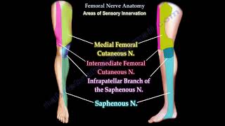 Femoral Nerve Anatomy  Femoral nerve injury [upl. by Rialb]