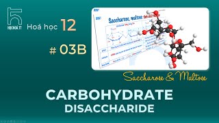 Disaccharides Saccharose amp Maltose [upl. by Grishilda]