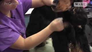 Grooming Guide  Cocker Spaniel  HandstripShowCompetition Trim  Pro Groomer [upl. by Erastus]