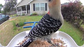 Woodpecker on the feeder [upl. by Haldas]