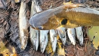 മഞ്ഞക്കൂരി youtube fishing video malayalam [upl. by Onirefes478]