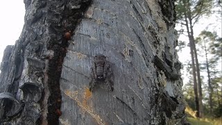 Cicada screaming sound  Himachal Pradesh India [upl. by Elyagiba735]