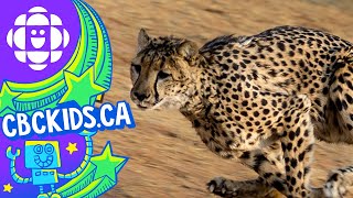 The Cheetah  Amazing Animals  CBC Kids [upl. by Idner]