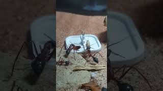 myrmecia nigriceps [upl. by Nanyt]