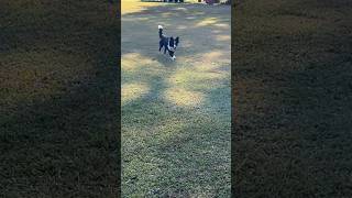 Off leash recalls  obediencetraining offleashlife bordercolliesofinstagram [upl. by Ruon465]