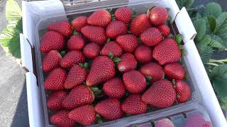 LIVE FROM THE FIELDS Oxnard CA Strawberries [upl. by Deadman]