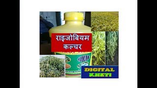 राइजोबियम कल्चर का उपयोग Rhizobium culture [upl. by Inaluahek898]