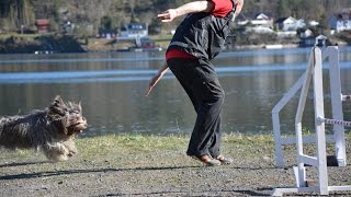 Schapendoes Agility Handling at Home [upl. by Barton]