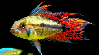 Top 5 Centerpiece Fish for your small to medium sized Community Aquarium [upl. by Ibrahim]