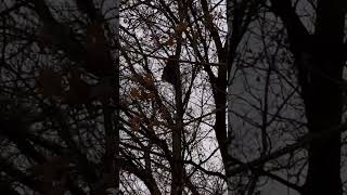 Huge Racoon Dog Patch Newmarket Ontario Canada aka Newmarket Heights [upl. by Adaynek695]