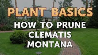 How to Prune Clematis Montana [upl. by Kono683]