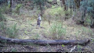 Campark TC22 Trail Camera Australia [upl. by Ennaeed347]