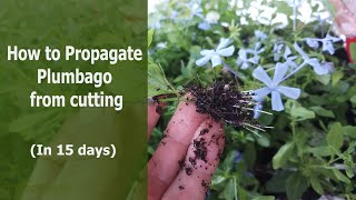 How to Propagate Plumbago from cutting [upl. by Ahsil281]