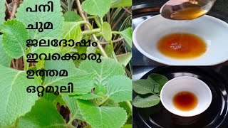 PanikoorkaHealth Benefits Of Panikoorkaപനികൂർക്ക My Home Cooking [upl. by Anyl571]