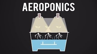 What Does An Aeroponic Propagation System Do [upl. by Trahern16]