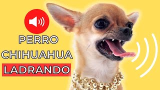 Sonidos de Perro Chihuahua LADRANDO 🐶 [upl. by Ahsimat967]