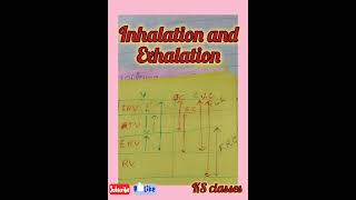 Inhalation and Exhalation ll biology neet education neet11m [upl. by Llewej]