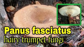 Panus fasciatus aka hairy trumpet fungi [upl. by Nomyad401]