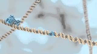 Restriction Enzymes [upl. by Lorou206]